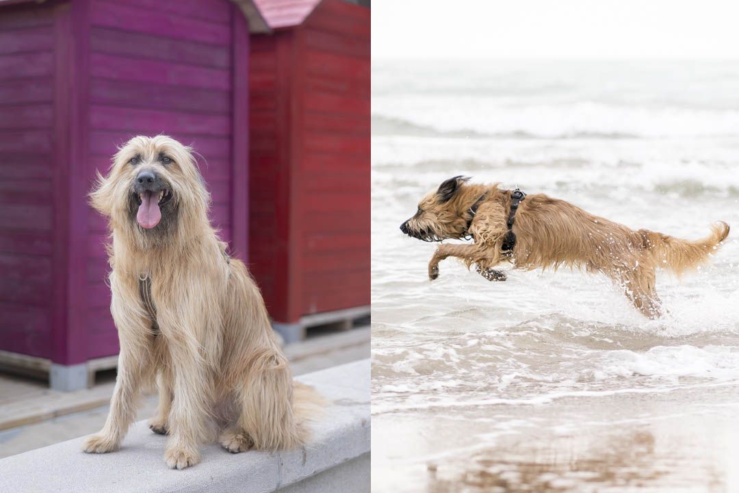 Combo de talleres: Perros en Acción + Comprende la luz natural