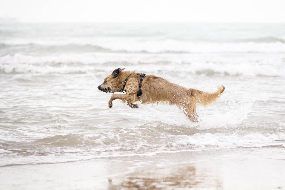 Taller: Perros en acción