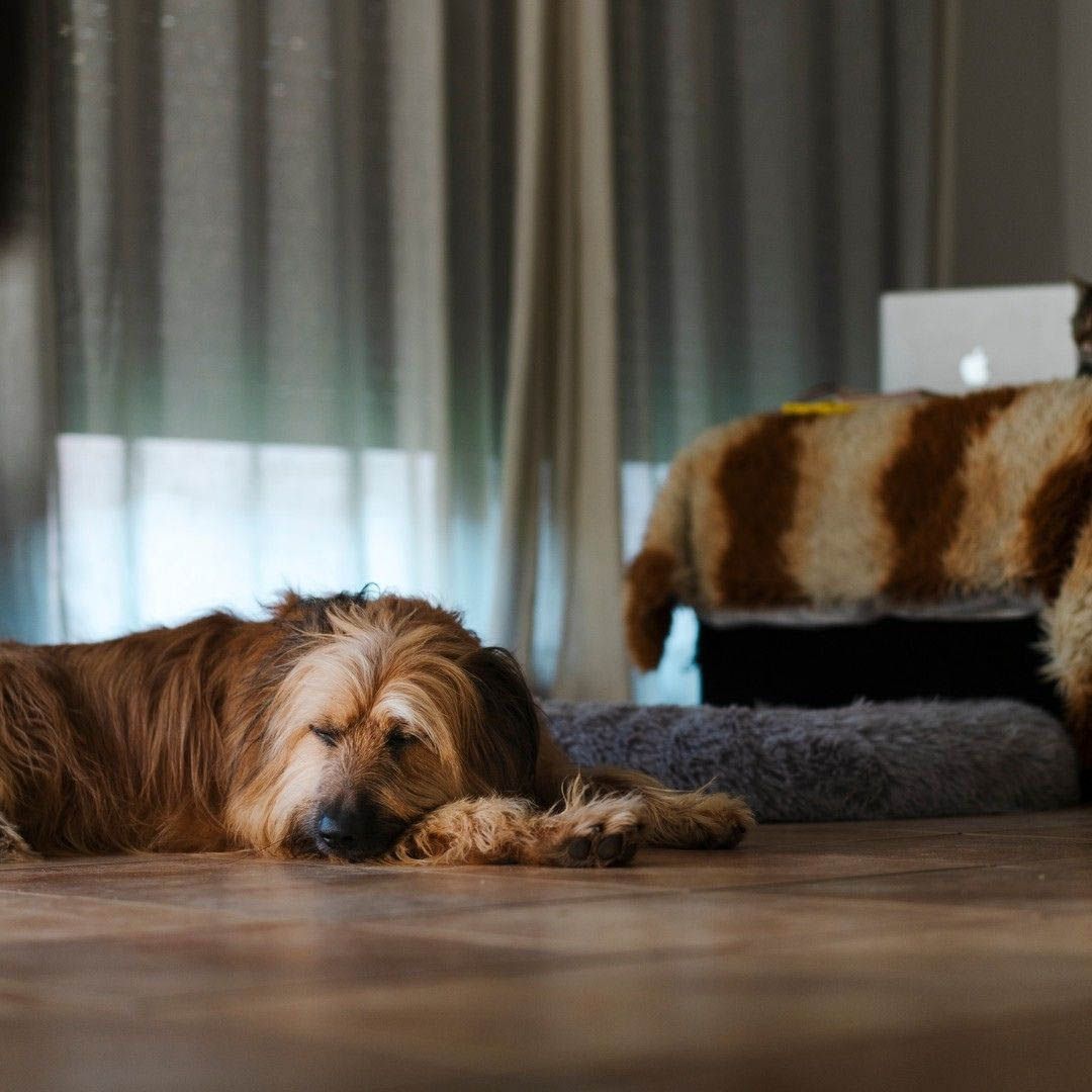 Aprende fotografia canina1