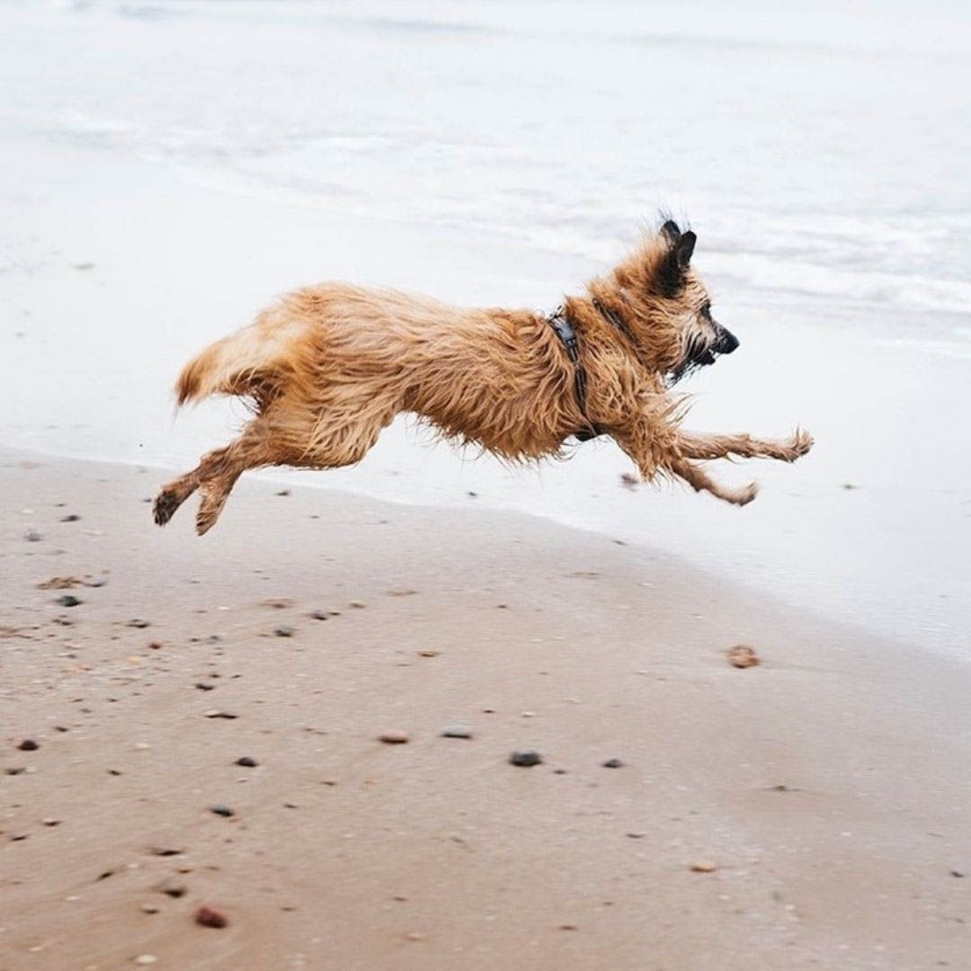 Aprende fotografia canina10