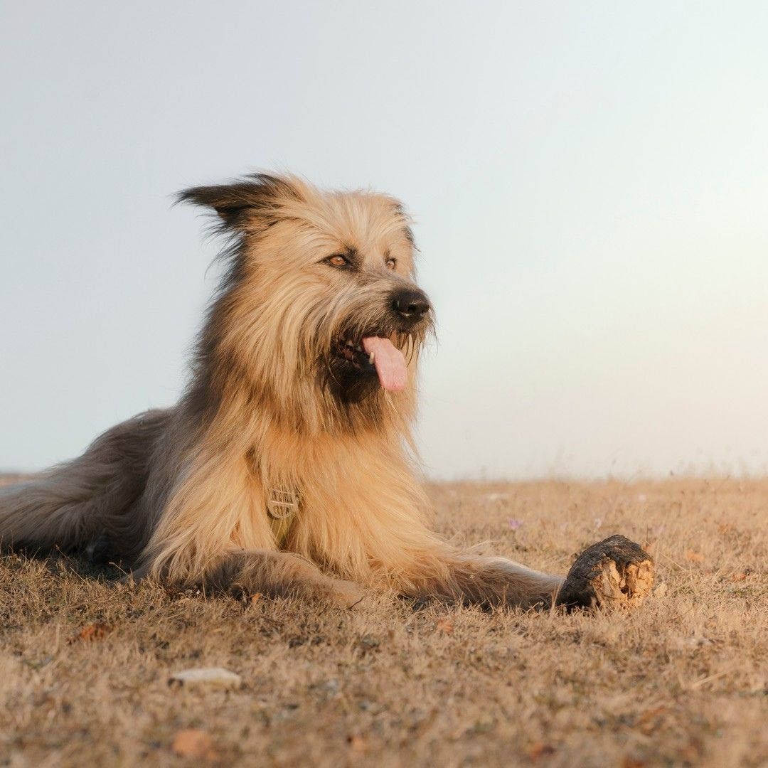 Aprende fotografia canina11