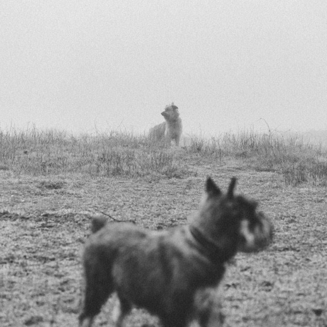 Aprende fotografia canina14