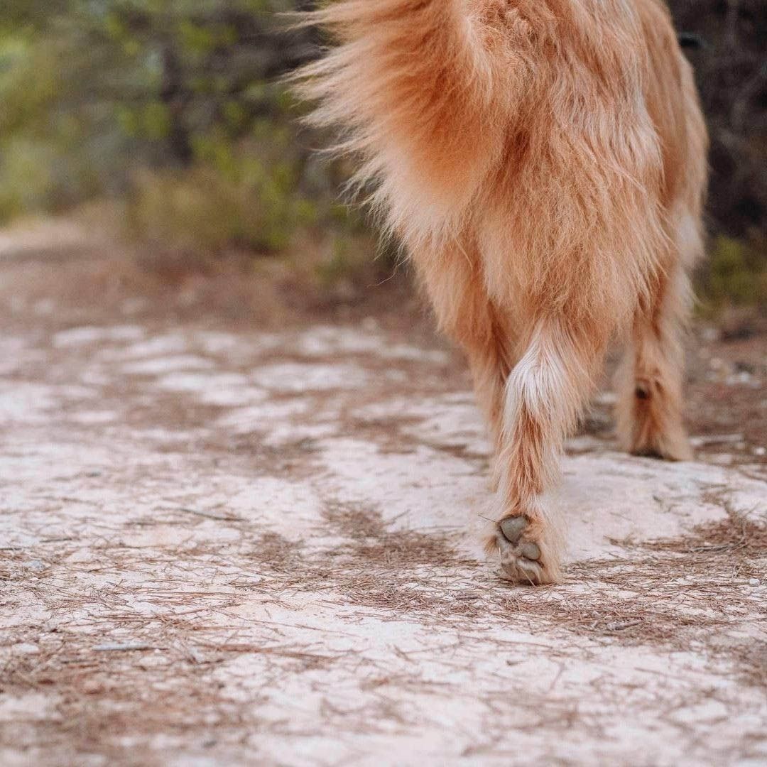 Aprende fotografia canina15