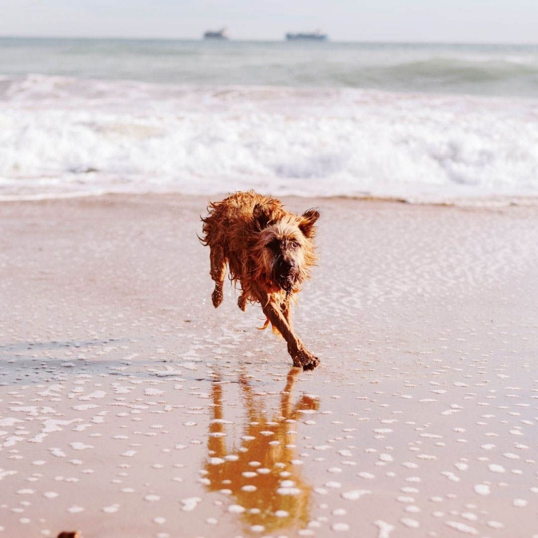 Aprende fotografia canina4