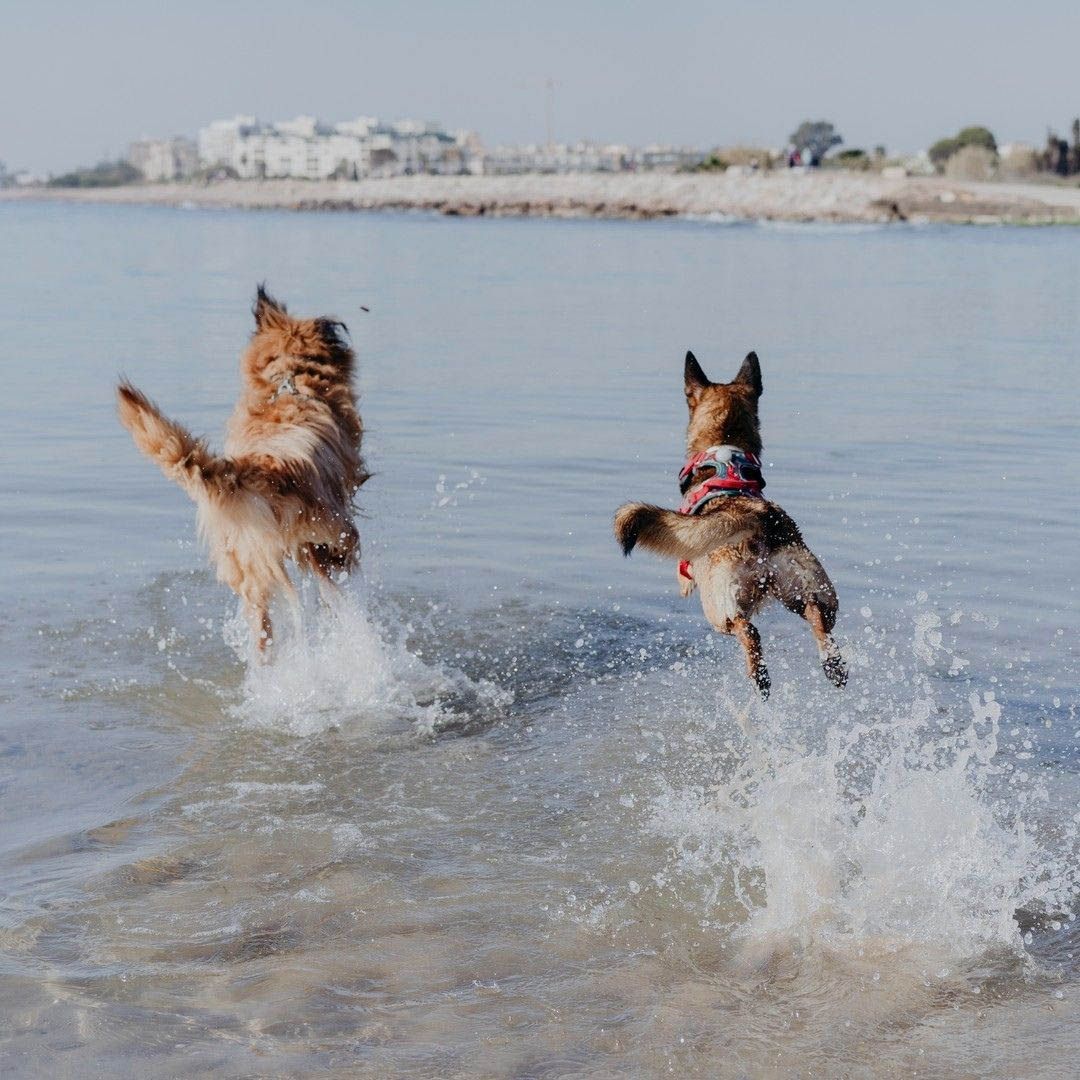 Aprende fotografia canina6