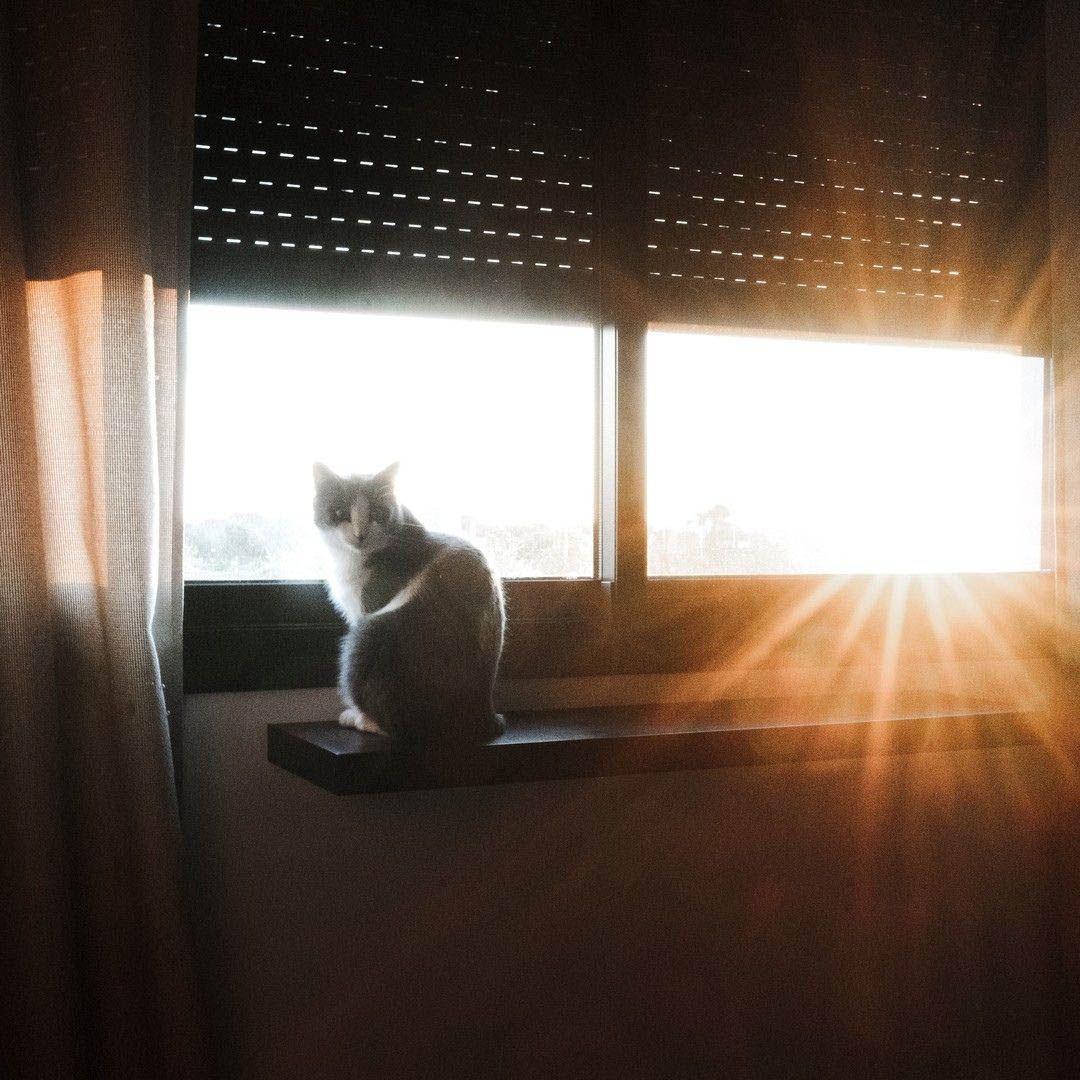 Aprende fotografia canina7