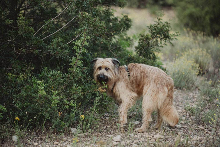 aprende fotografia con tu perro