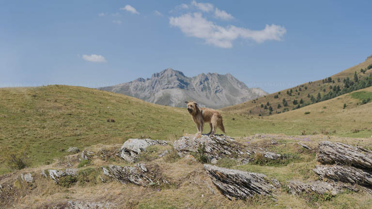 Foto panorámica canina Foto panorámica canina Navarra
