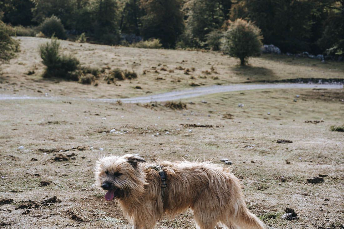podcast fotografia canina